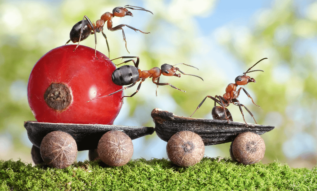 муравьи в саду